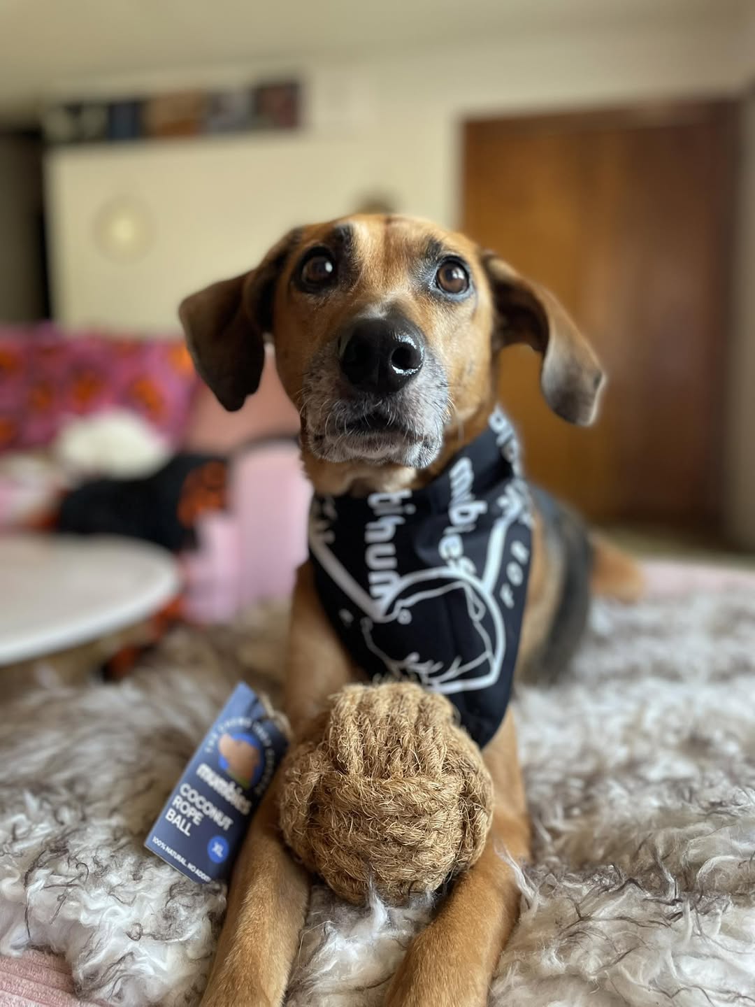 Loki with CocoBall XL