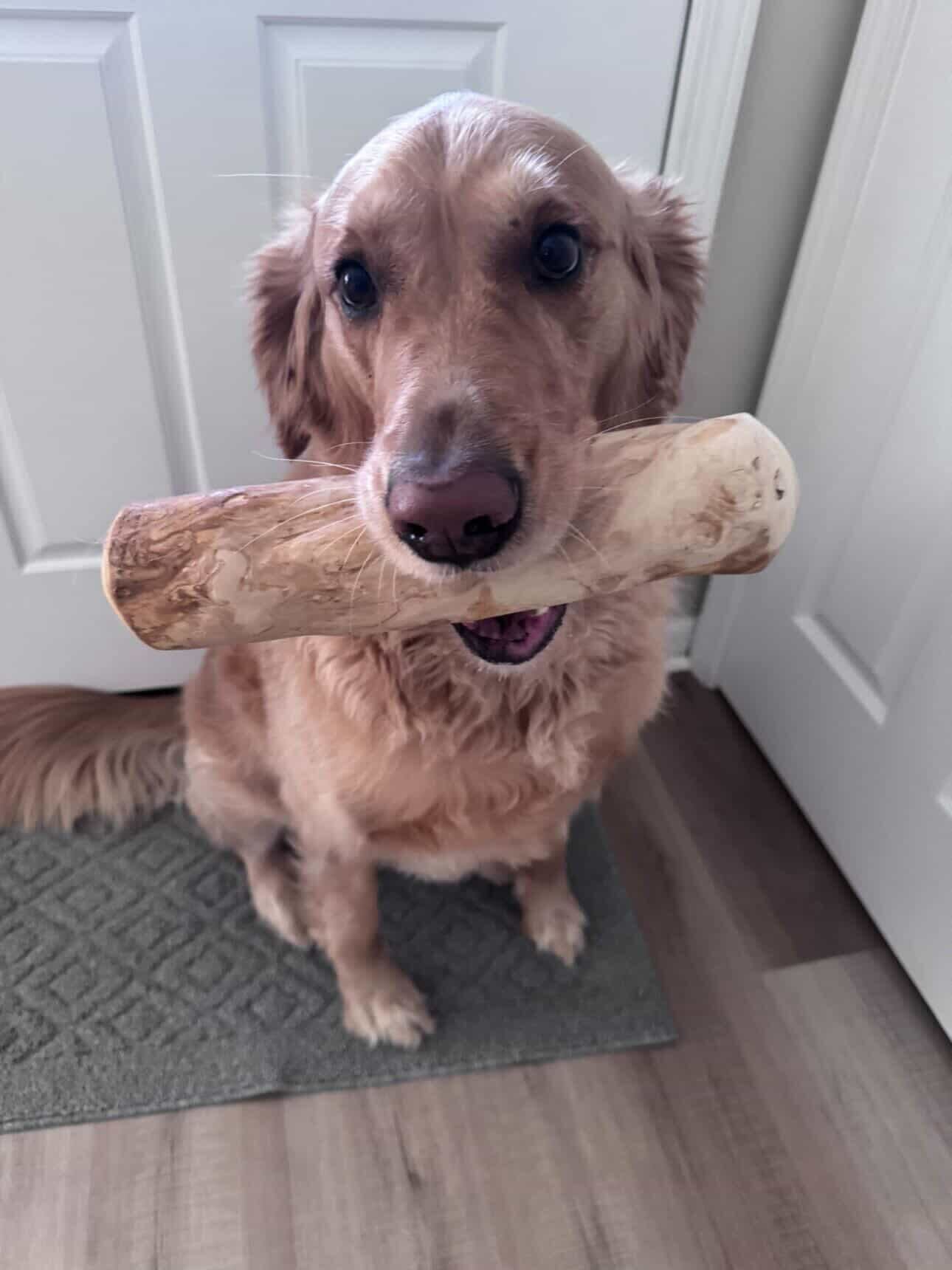 Kelly B dog with XL