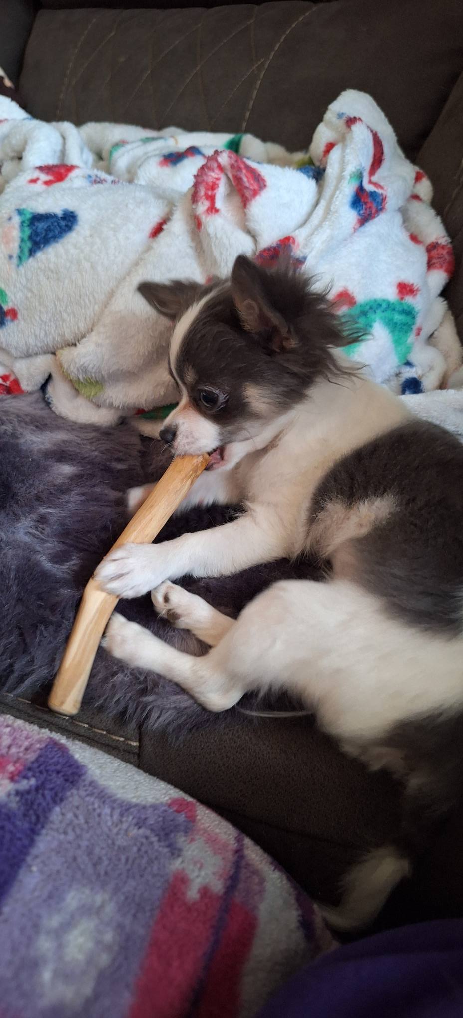 Chihuahua with chew