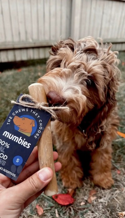 Emilee B small dog with S chew