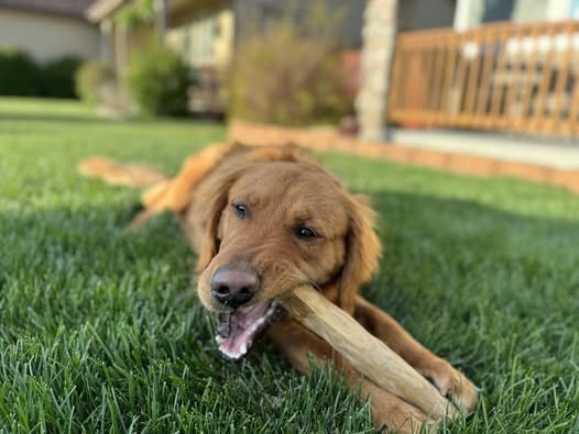 Ellie Mae golden on grass