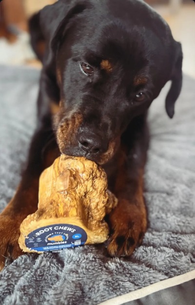 Rottie Sisters with XL Root