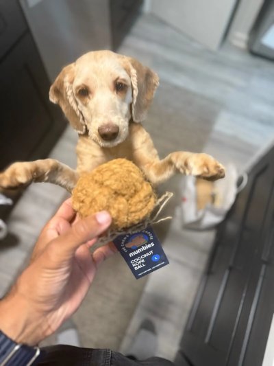 Tuesday with CocoBall