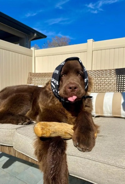 Winston with Mumbies chew